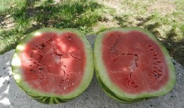 梦见免费吃瓜,揭秘免费吃瓜的奇幻之旅